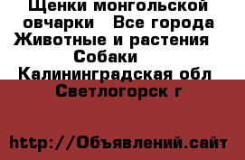 Щенки монгольской овчарки - Все города Животные и растения » Собаки   . Калининградская обл.,Светлогорск г.